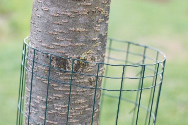 Bild på stängsel runt ett träd